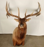 Large Beautiful Elk Shoulder Mount