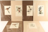 Lot of 6 Audubon Bird Prints