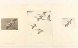 Lot of Adam Kiefer Waterfowl Prints