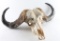 Cape Buffalo Skull