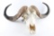 Cape Buffalo Skull