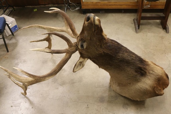 Massive Trophy Elk Mount