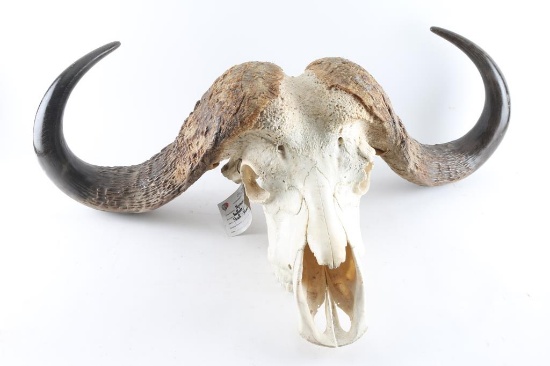 Cape Buffalo Skull
