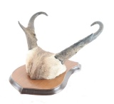 Pronghorn Antler Mount