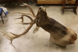 Massive Trophy Elk Mount