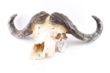 Cape Buffalo Skull