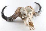 Cape Buffalo Skull
