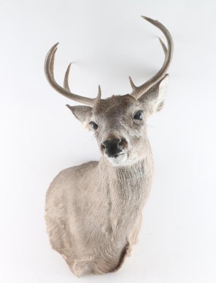 Buck Mount 4X4