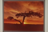 Framed Photograph Of Tree