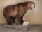 Full Mounted Brown Bear