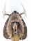 Super Moon Sprit Mask