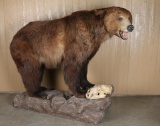 Full Mounted Brown Bear
