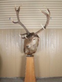 Red Stag Mount