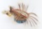 Plains Indian Roach