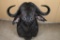 African Cape Buffalo Shoulder Mount
