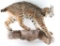 Full Body Bobcat Mount