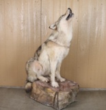 Full Mounted Wolf