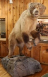 Fully Mounted Brown Bear