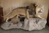 African Lion Full Body Mount