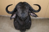 African Cape Buffalo Shoulder Mount