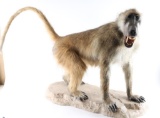 Full Body Mount Baboon