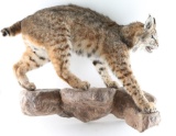 Full Body Bobcat Mount