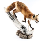 Full Body Mount Fox