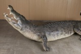 Full Body Crocodile Mount