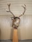 Red Stag Mount