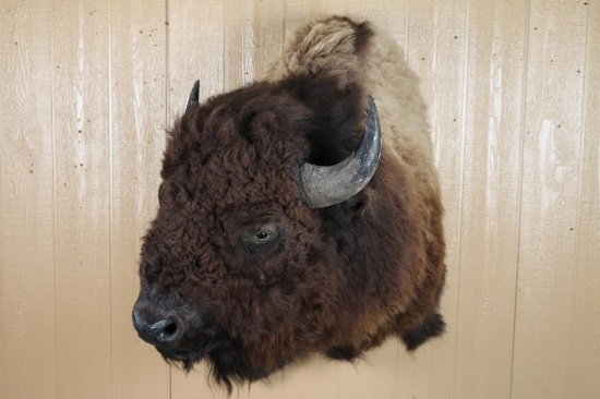 Buffalo Shoulder Mount