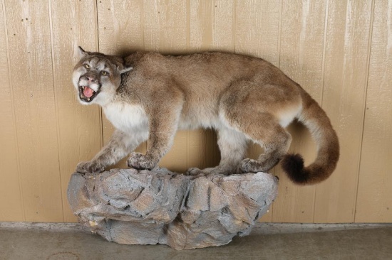 Full Mounted Mountain Lion