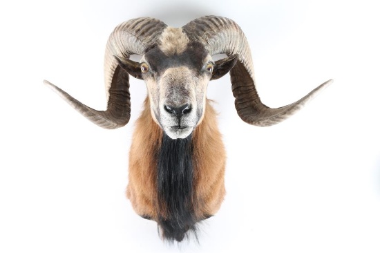 Sheep Shoulder Mount