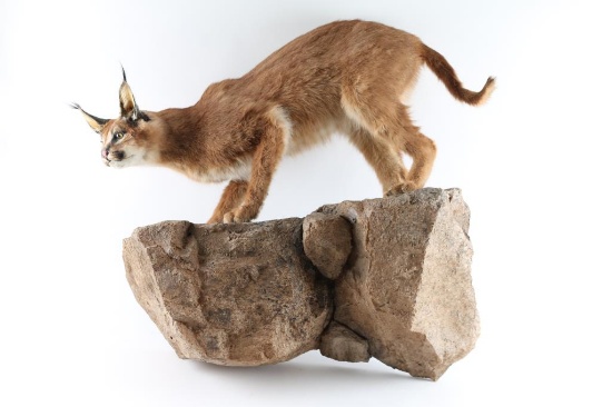 Full Mounted Caracal