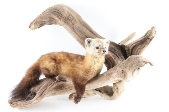 Marten Weasel Mount