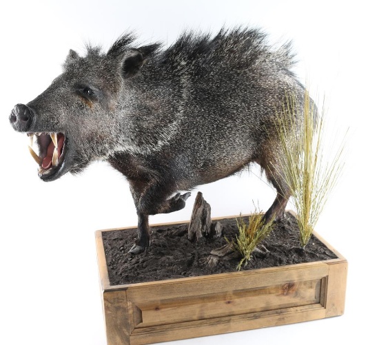 Full Mounted Javelina