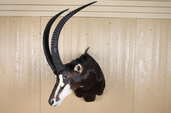 Shoulder Mount Sable Antelope