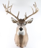 6x6 Buck Deer Mount
