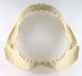 Shark Jaws Display