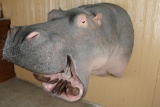 Fiberglass Hippopotamus Shoulder Mount