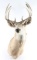 Deer Buck Mount