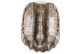 Faux Tortoise Shell