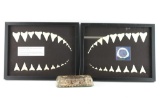 Faux Great White Shark Teeth Shadow Boxes