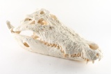 Reproduction Crocodile Skull Mount