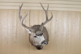 5x5 Buck Mount