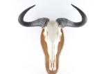 Water Buffalo Skull Wall Mount
