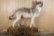 Full Wolf Mount
