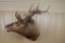 Shoulder Mounted Elk