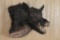 Wild Boar Shoulder Mount