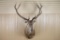Red Stag Shoulder Mount