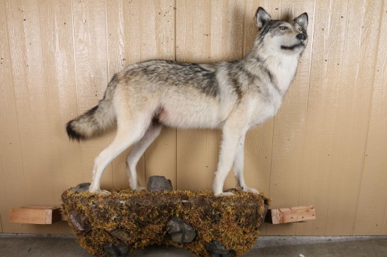 Full Wolf Mount